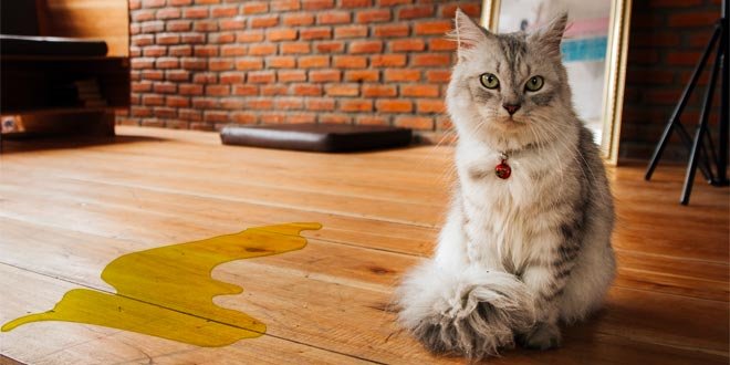 Can Cat Urine Make You Sick
