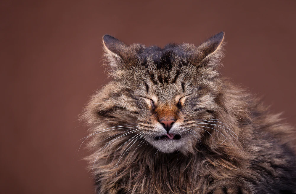 Why Does My Cat Sound Congested